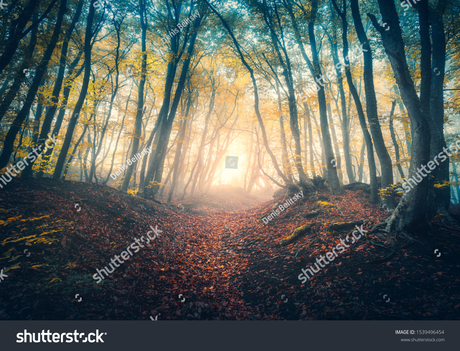 Path in beautiful forest in fog at sunrise in autumn. Colorful landscape with enchanted trees with orange and red leaves. Scenery with trail in dreamy foggy forest. Fall colors in october. Nature #1539496454