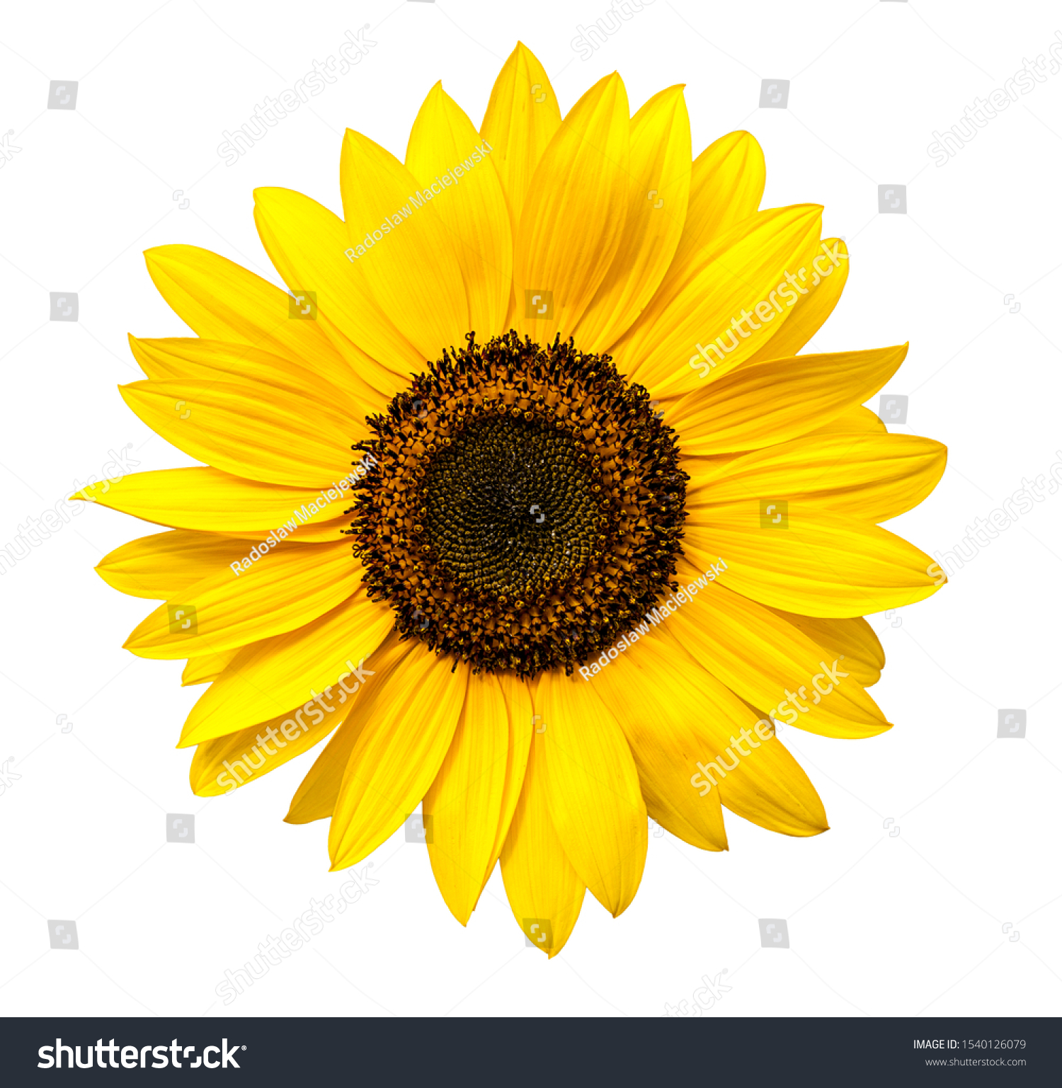 Sunflower flower isloted on a white background #1540126079