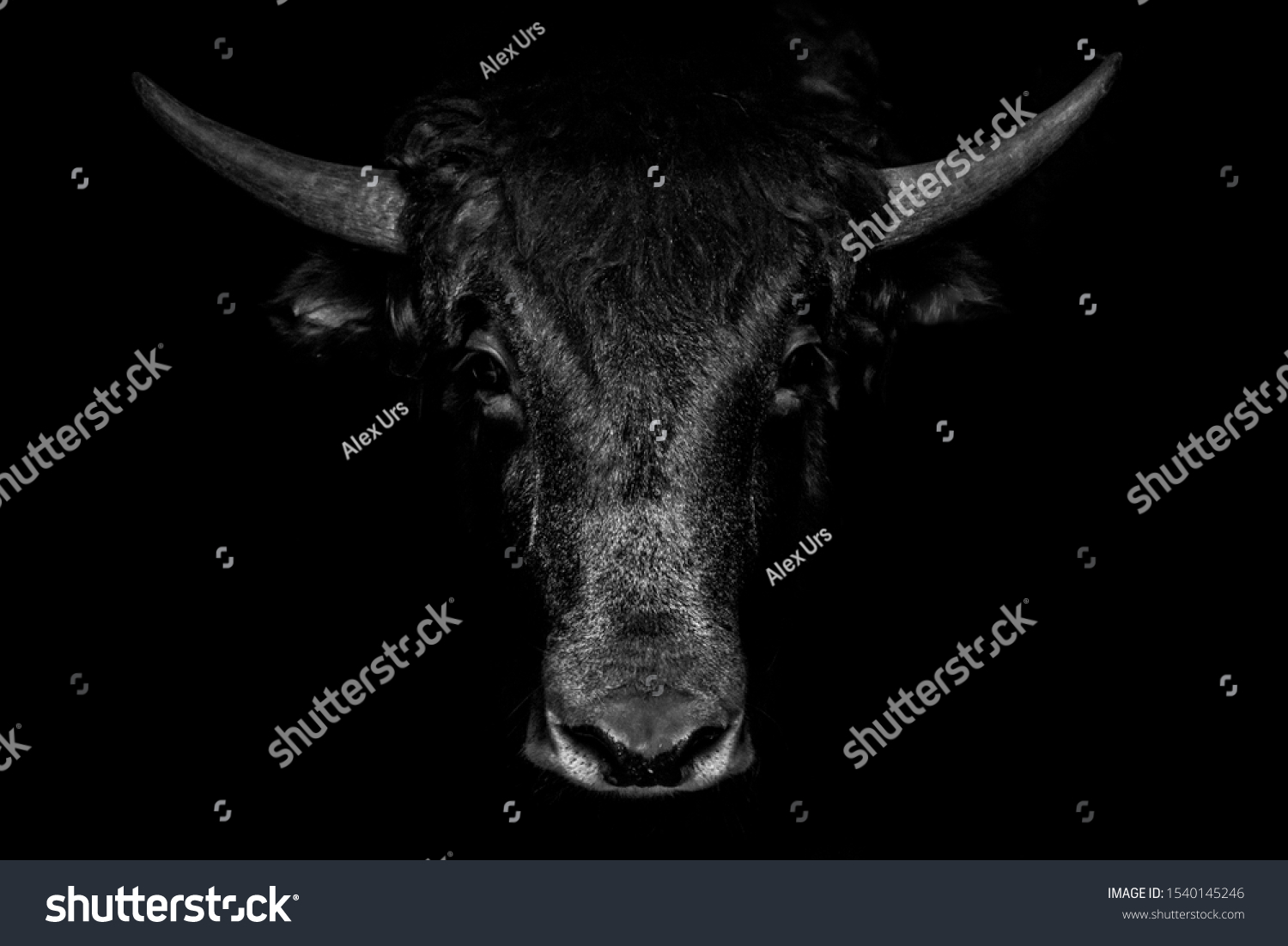 Portrait of black bull on black background #1540145246