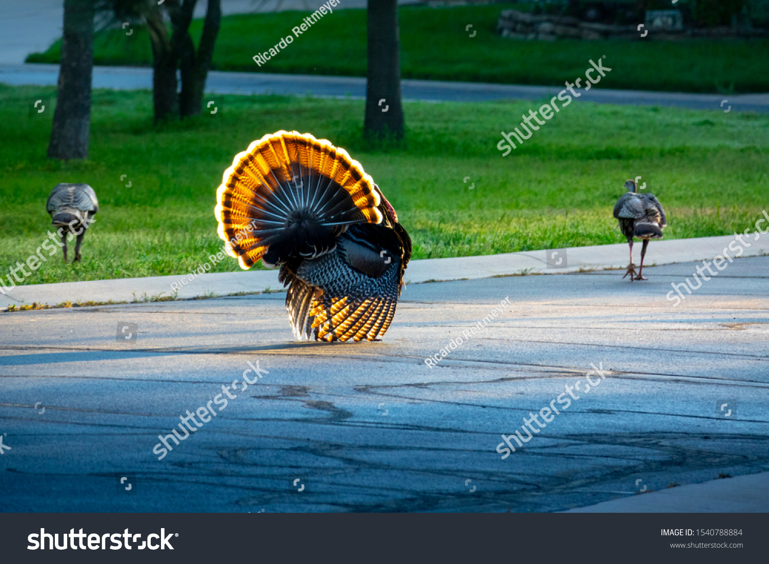 This brightly backlit colorful wild Tom Turkey struts his tail feathers proudly as he parades down the street, following a couple of hen turkeys, for a Thanksgiving Day parade.  #1540788884