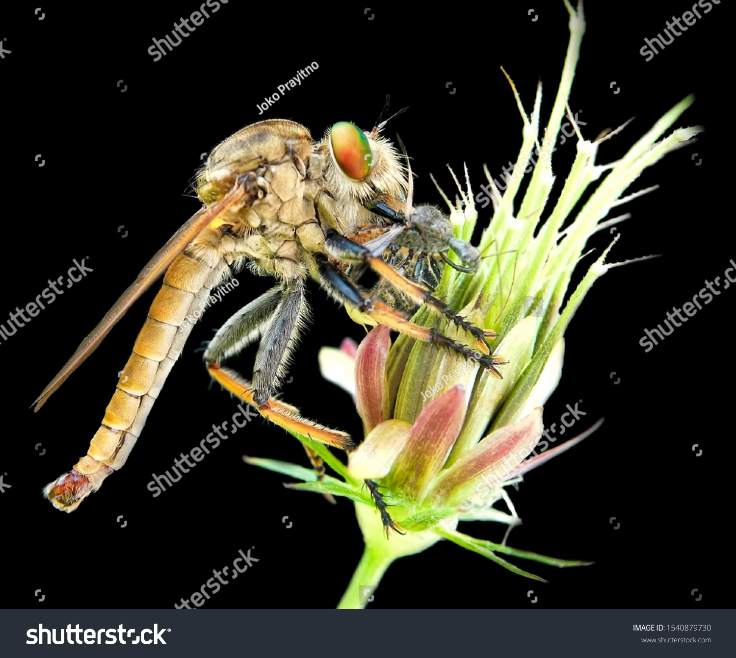 robberfly with prey on black background, beautiful wallpaper, natural light,  #1540879730
