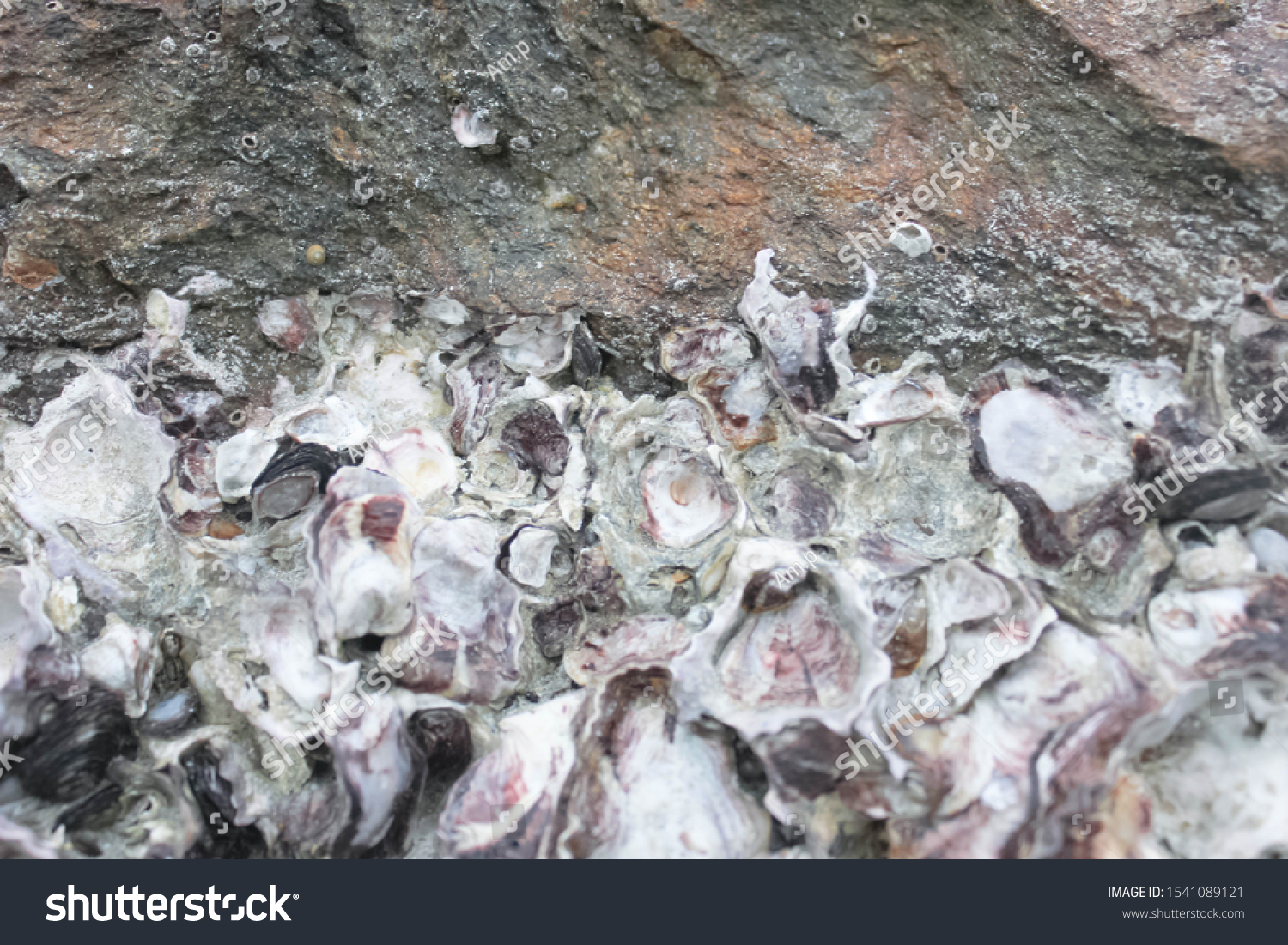 Abstract background from shells, The remains of shells for background, The remains of shells on the stone and the seashore, Shells old stone, the oysters attached on the rock at the seashore #1541089121