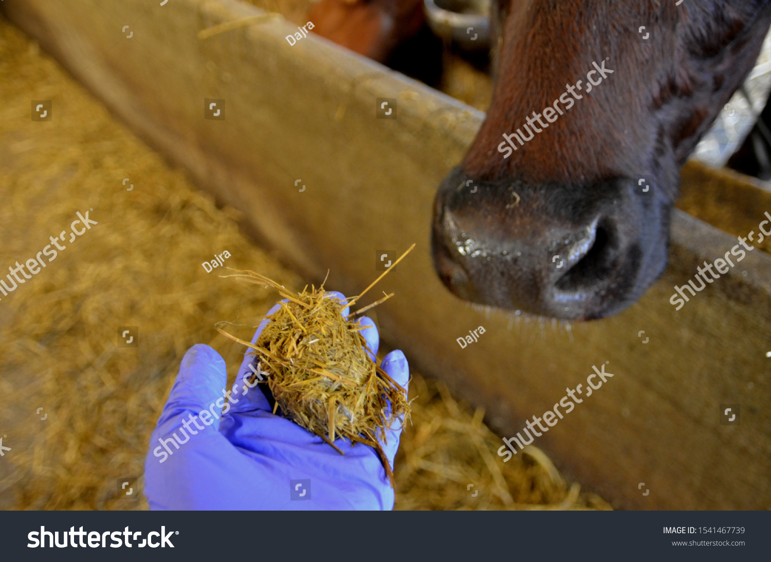 Cow´s cud on hand. It is partly digested food returned from the first stomach of ruminants to the mouth for furter chewing #1541467739