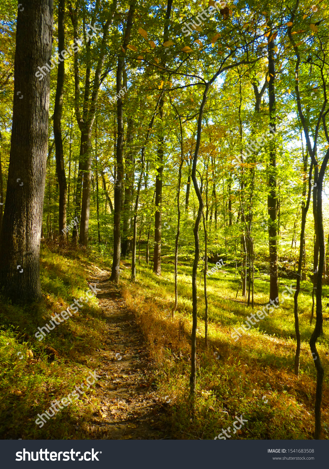 Scenic view of a hiking trail going through a forest in Maryland with the sun shining. #1541683508