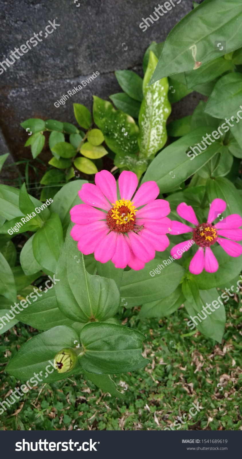beautiful and beautiful pink flowers that are fresh and attractive #1541689619