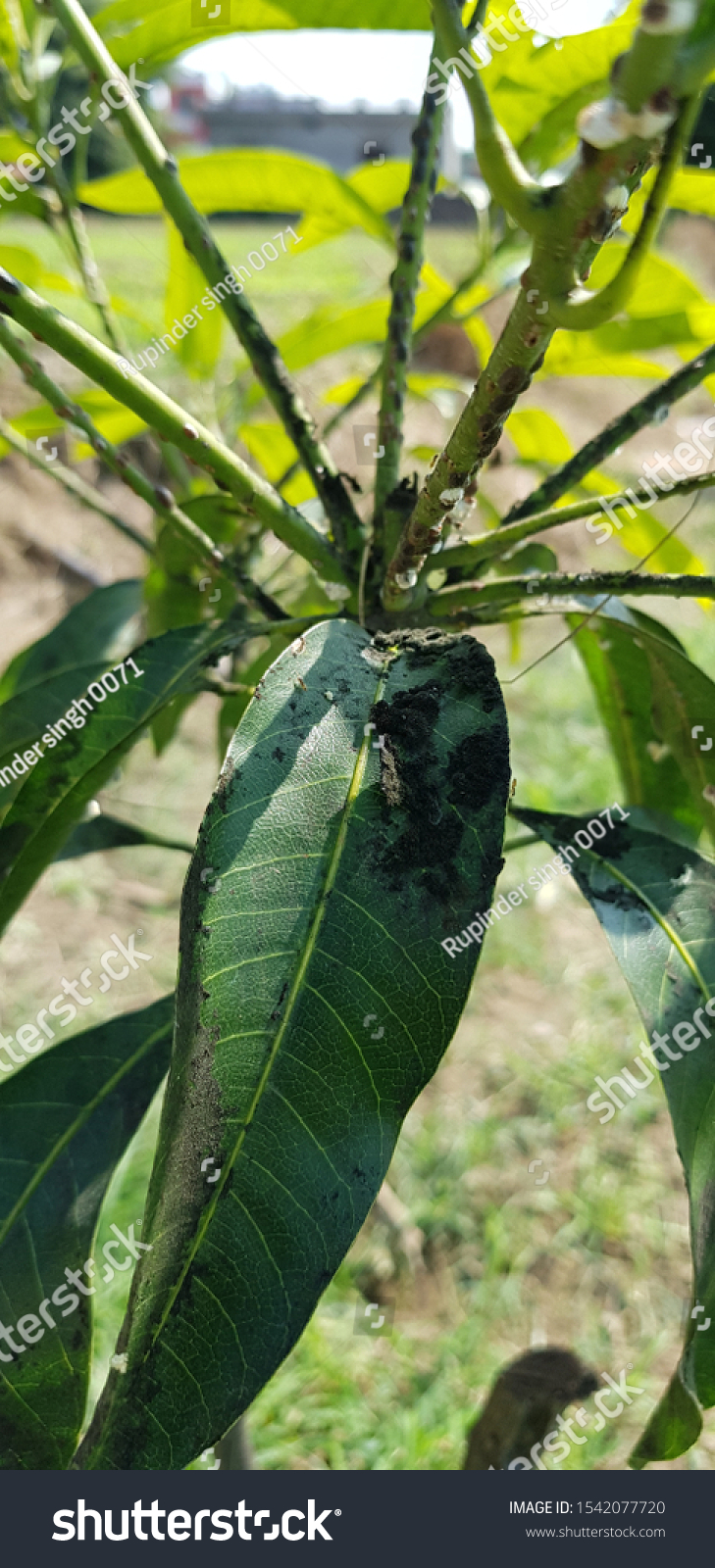 Mango Scale Insect and development of sooty mold #1542077720