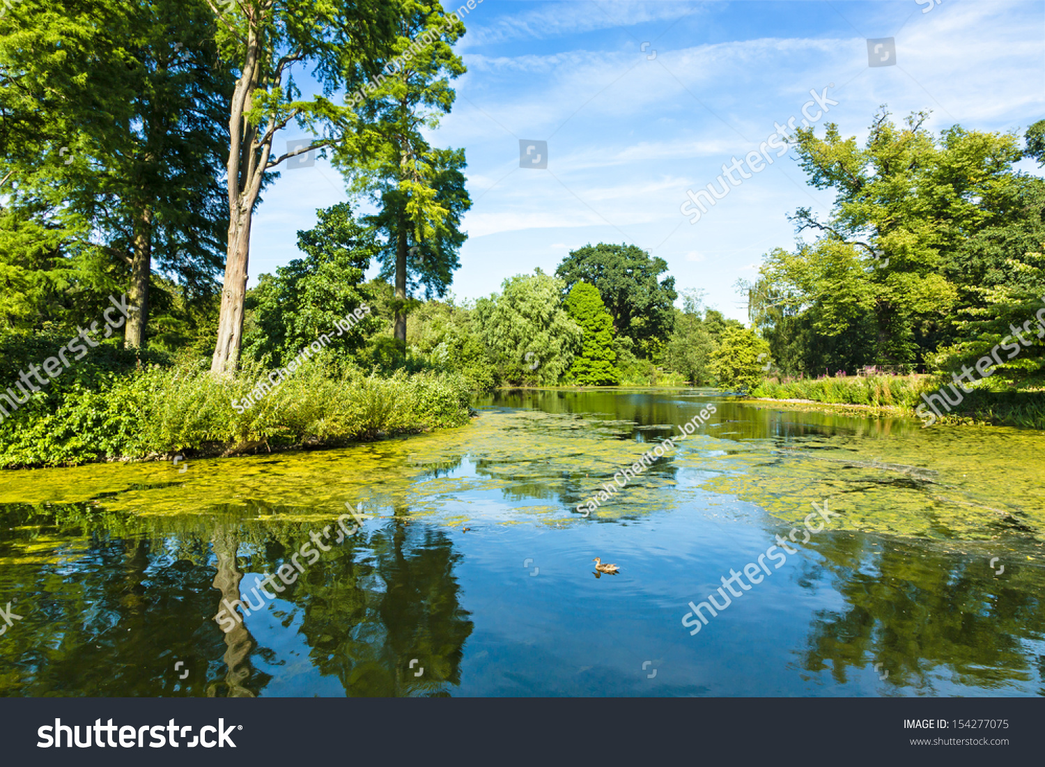 Lush Green Woodland Park Reflecting in Tranquil Pond in Sunshine #154277075