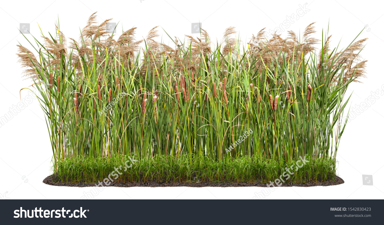 Cut out plant. Reed grass.
Cattail and reed plant isolated on white background. Cutout distaff and bulrush. High quality clipping mask for professional composition.
 #1542830423