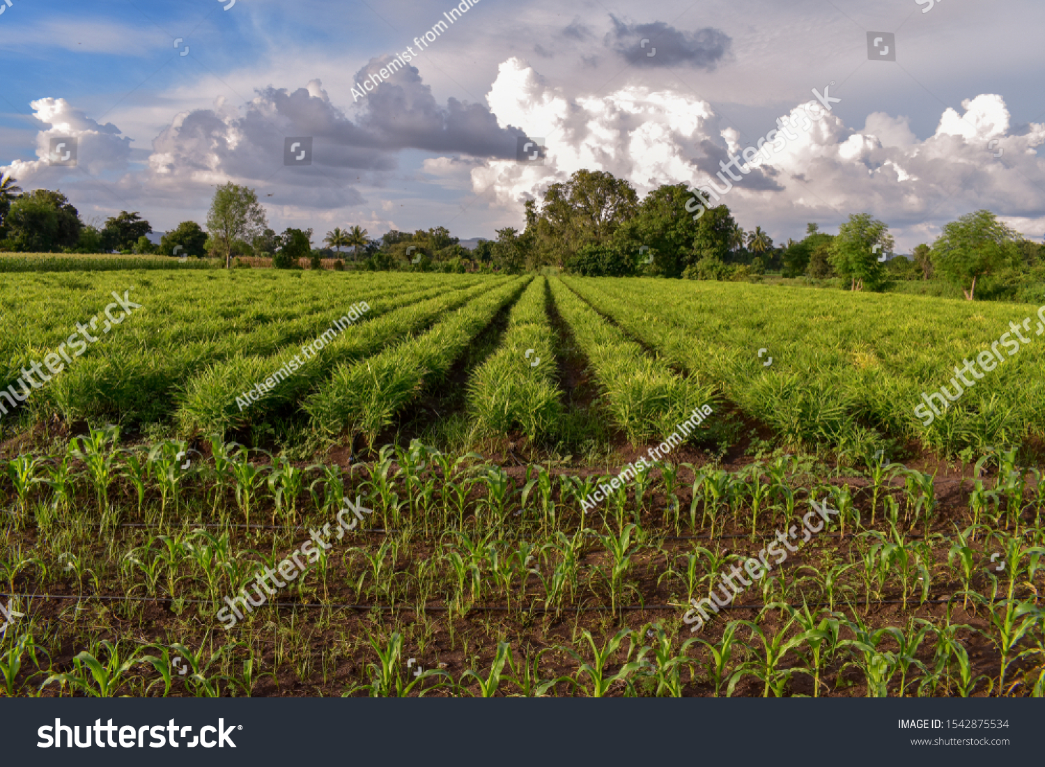 Crop rotation. Maize and Ginger (zingiber officinale) field. An agriculture background. Landscape of Agriculture field.  #1542875534