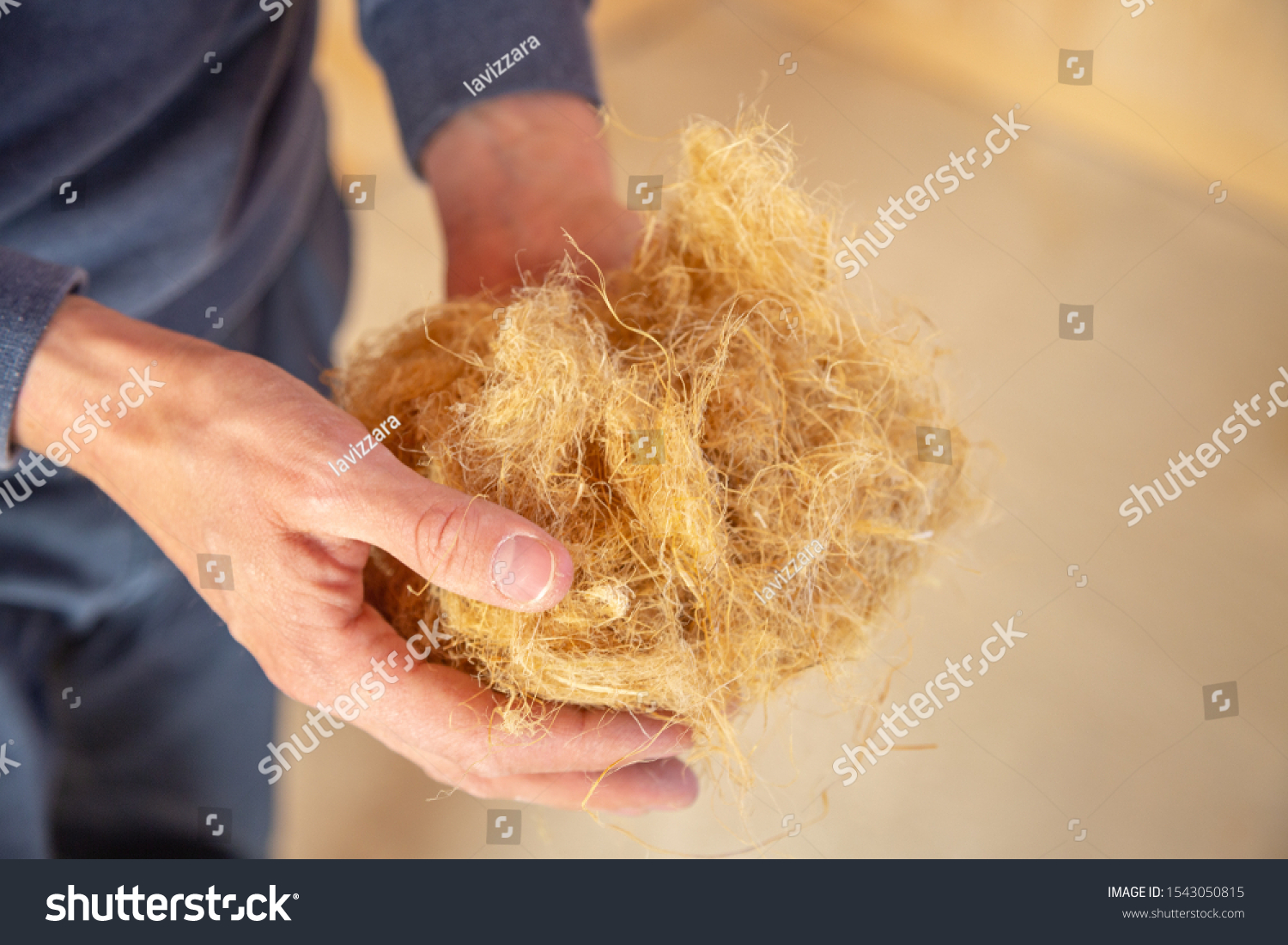 Hand of a worker holding hemp wool, an ecological insulation material which is environmentally friendly and completely recyclable #1543050815