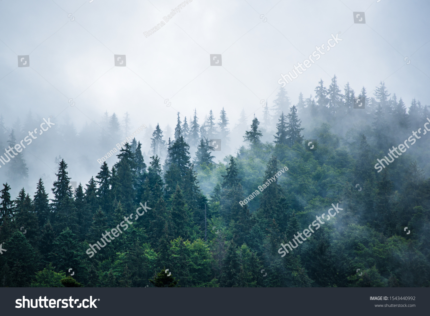 Misty foggy mountain landscape with fir forest and copyspace in vintage retro hipster style #1543440992