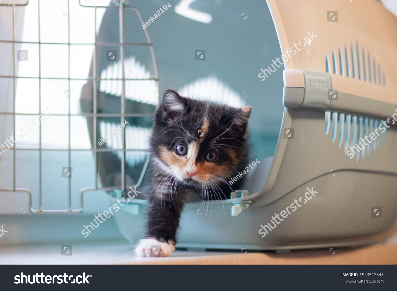 The cat sits in a carrier for animals . A pet. Transportation of animals. Little kitten. #1543512545