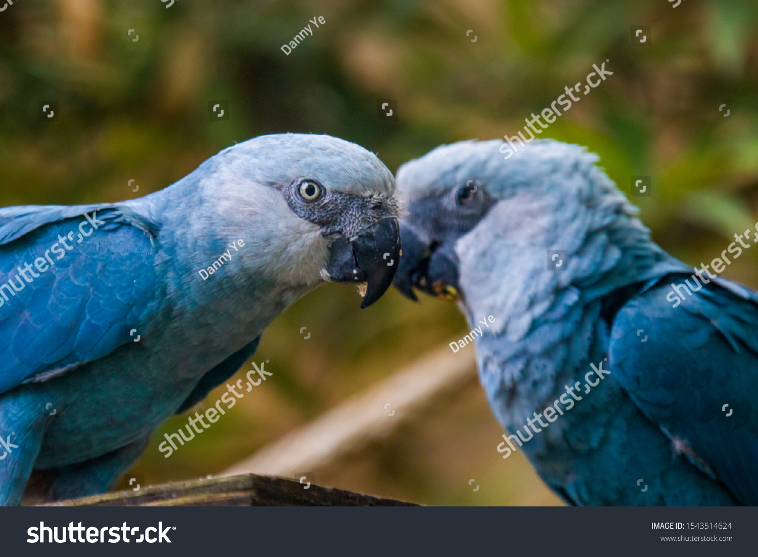 The Spix's macaw is a macaw native to Brazil. The bird is a medium-size parrot. The IUCN regard the Spix's macaw as probably extinct in the wild. Its last known stronghold in the wild was in  Brazil.  #1543514624