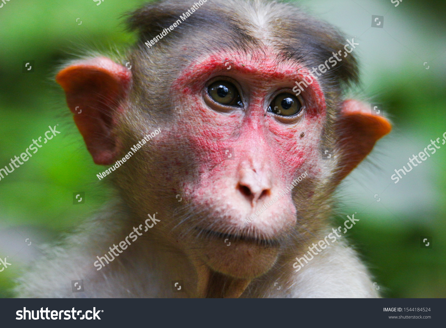 Cute monkey portrait. Monkey mother love #1544184524