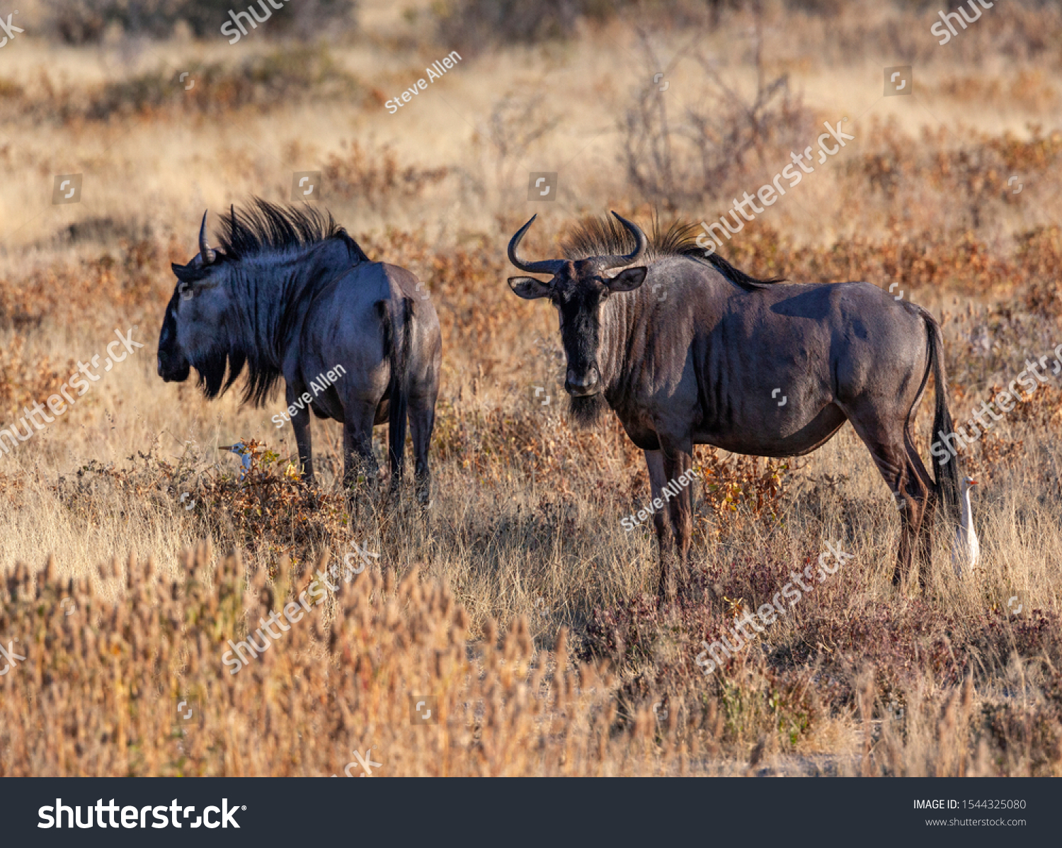 Blue Wildebeest (Connochaetes albojubatus) in Etosha National Park in Namibia, Africa. #1544325080