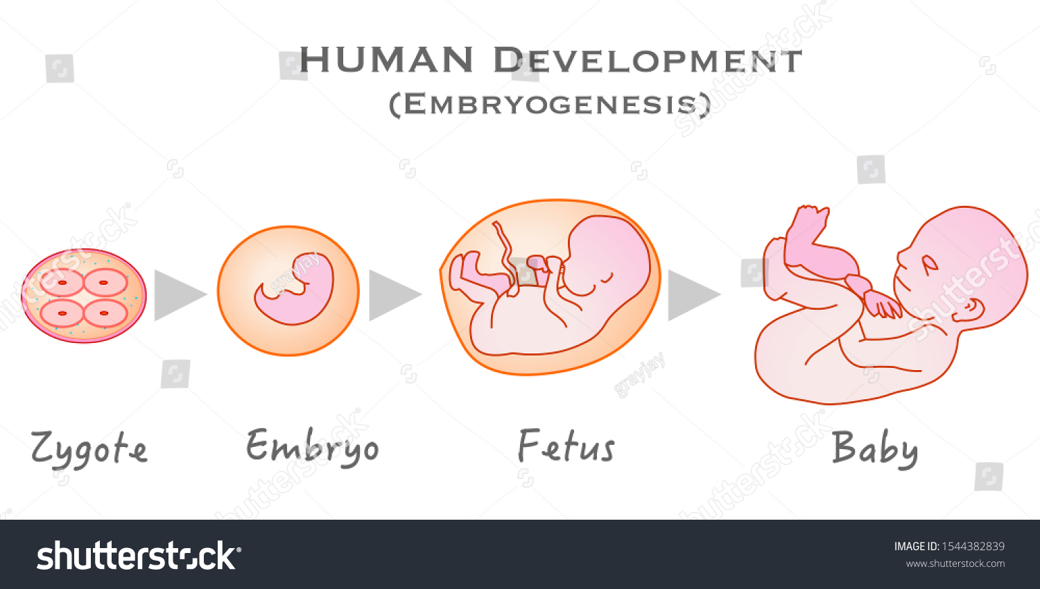 From Zygote To Infant. Formation, Development - Royalty Free Stock ...