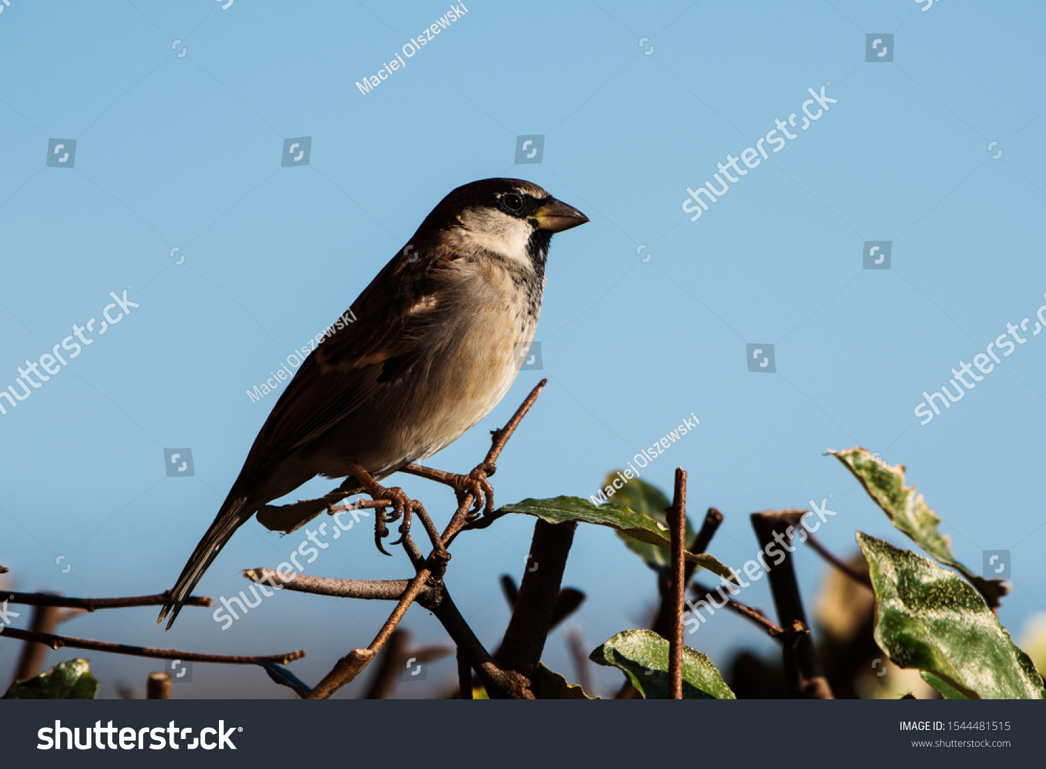 Male of House Sparrow or Sparrow. His Latin name is Passer domesticus. #1544481515