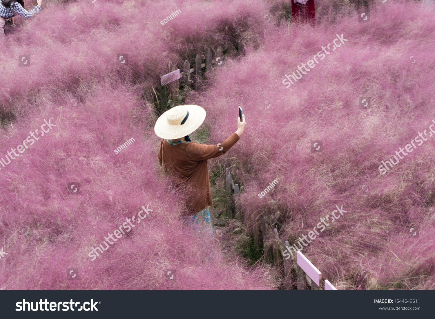 beautiful pink Hairawn muhly landscape, Republic of Korea #1544649611