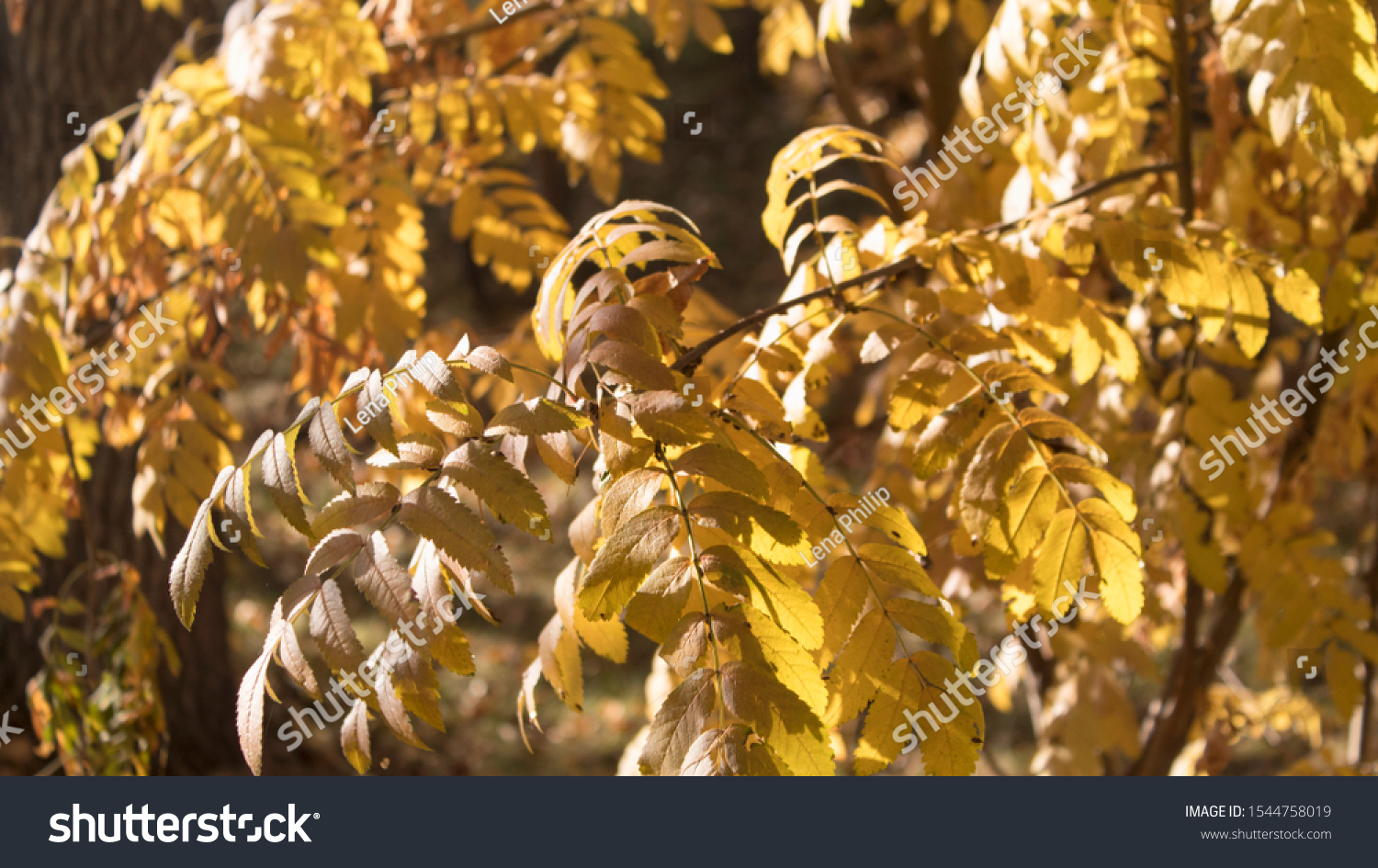 Yellow foliage. Yellow background. Foliage background. Selective focus. #1544758019