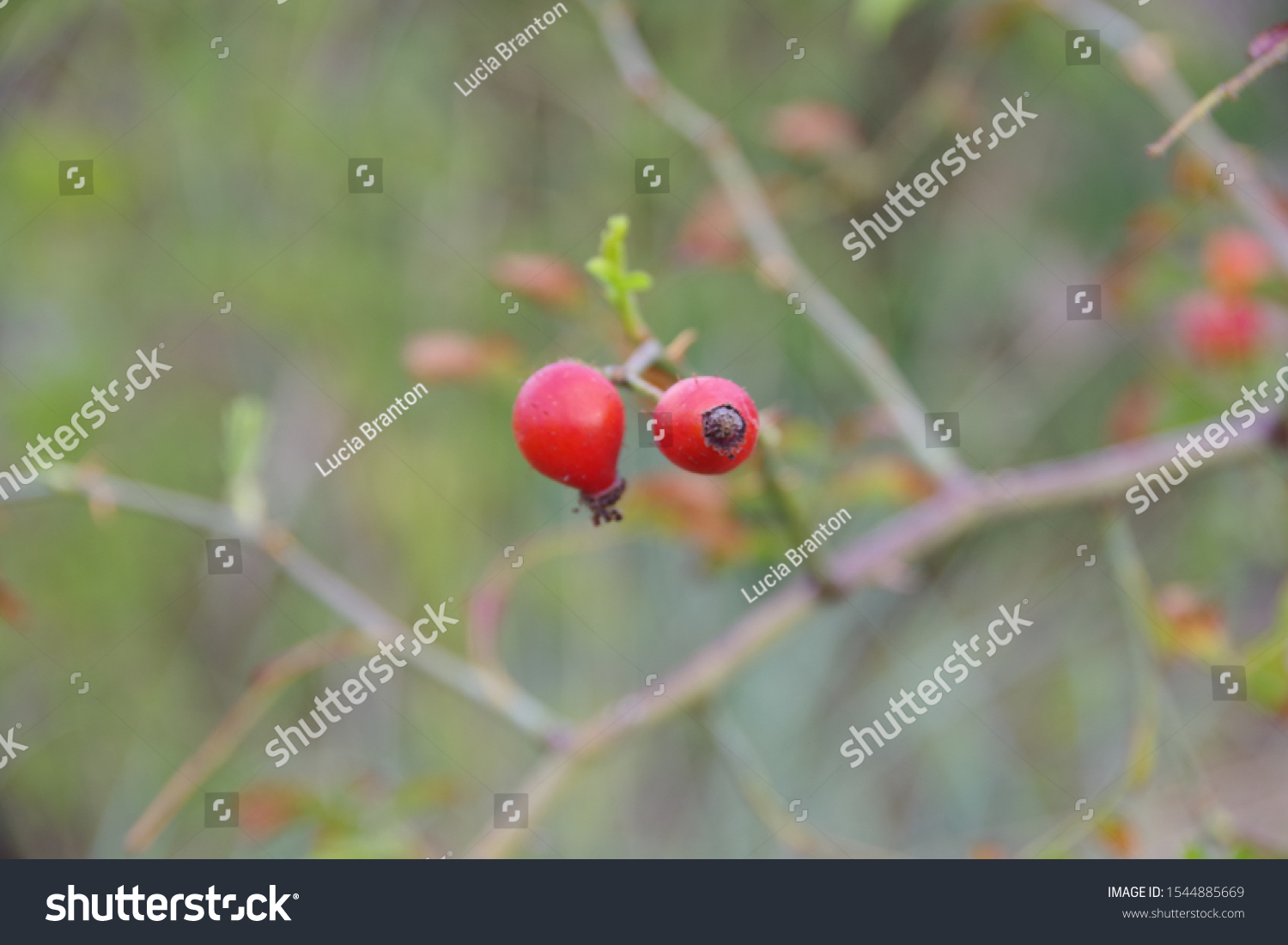 Rose hips on a branch #1544885669
