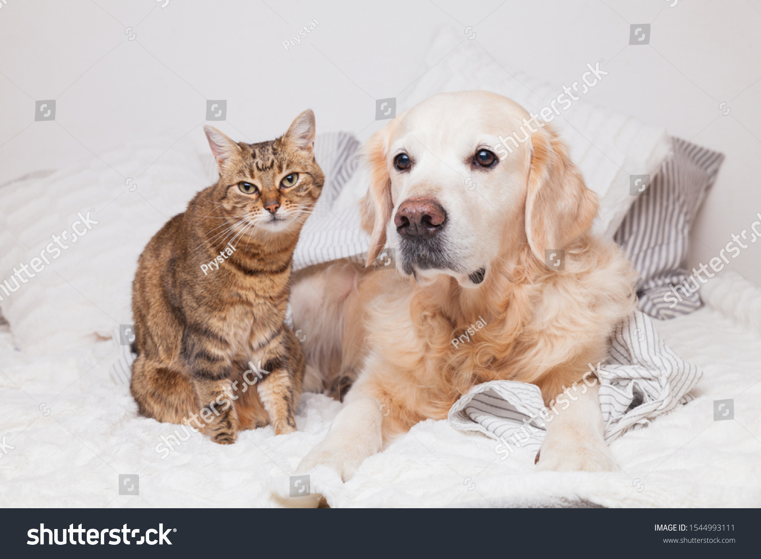 Happy young golden retriever dog and cute mixed breed tabby cat under cozy  plaid. Animals warms under gray and white blanket in cold winter weather. Friendship of pets. Pets care concept. #1544993111
