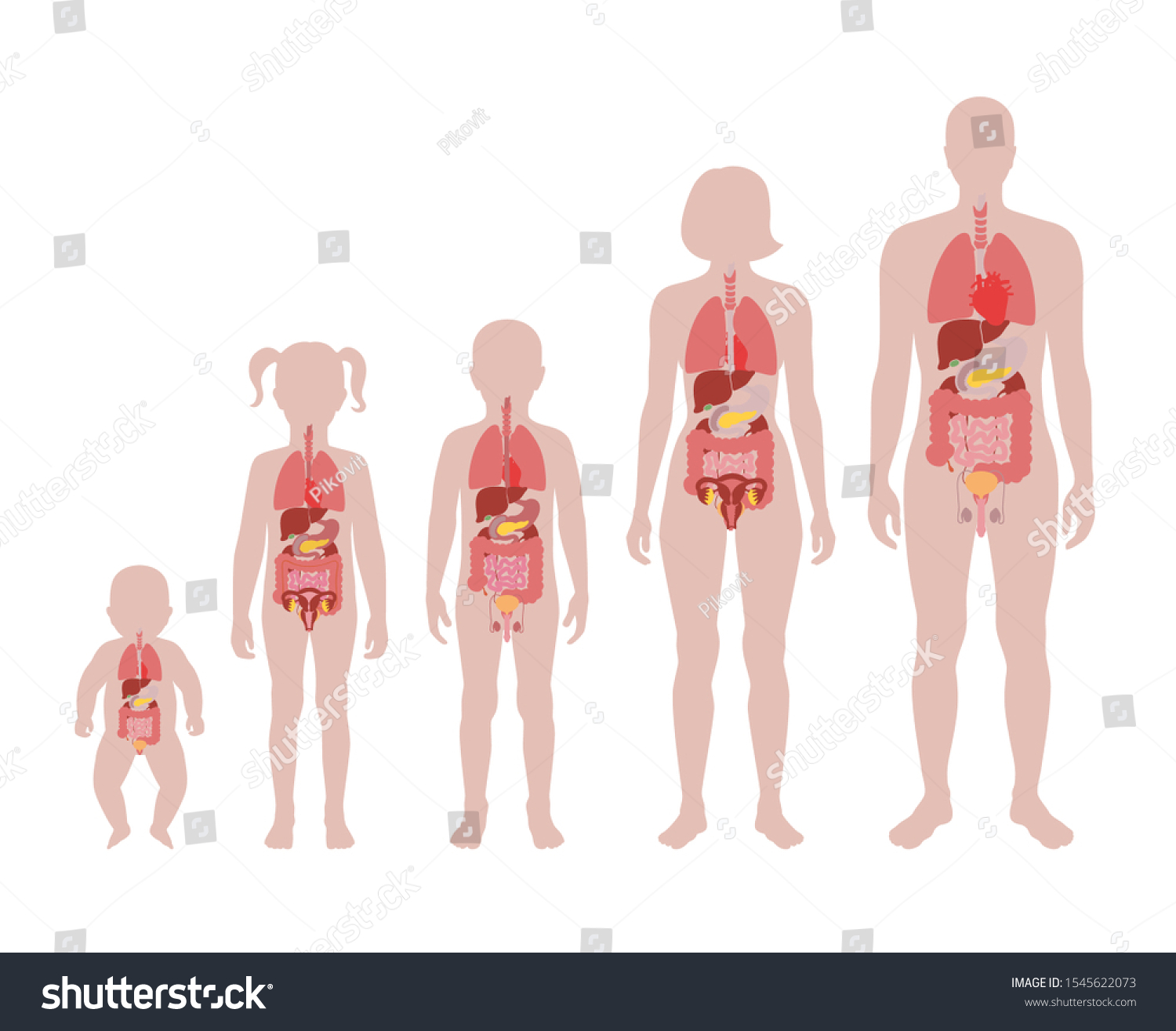 Vector isolated illustration of internal organs in baby, girl, boy, adult man and woman body. Stomach, liver, intestine, bladder, lung, testicle, uterus, pancreas, kidney, heart, bladder icon.  #1545622073
