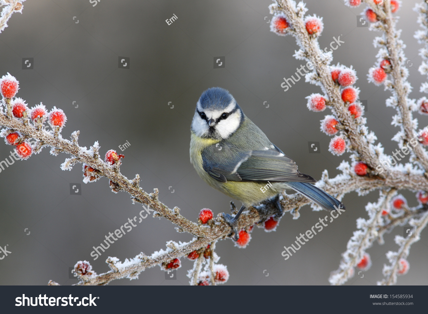 Blue tit Parus caeruleus, On berries in frost, Midlands, winter                #154585934