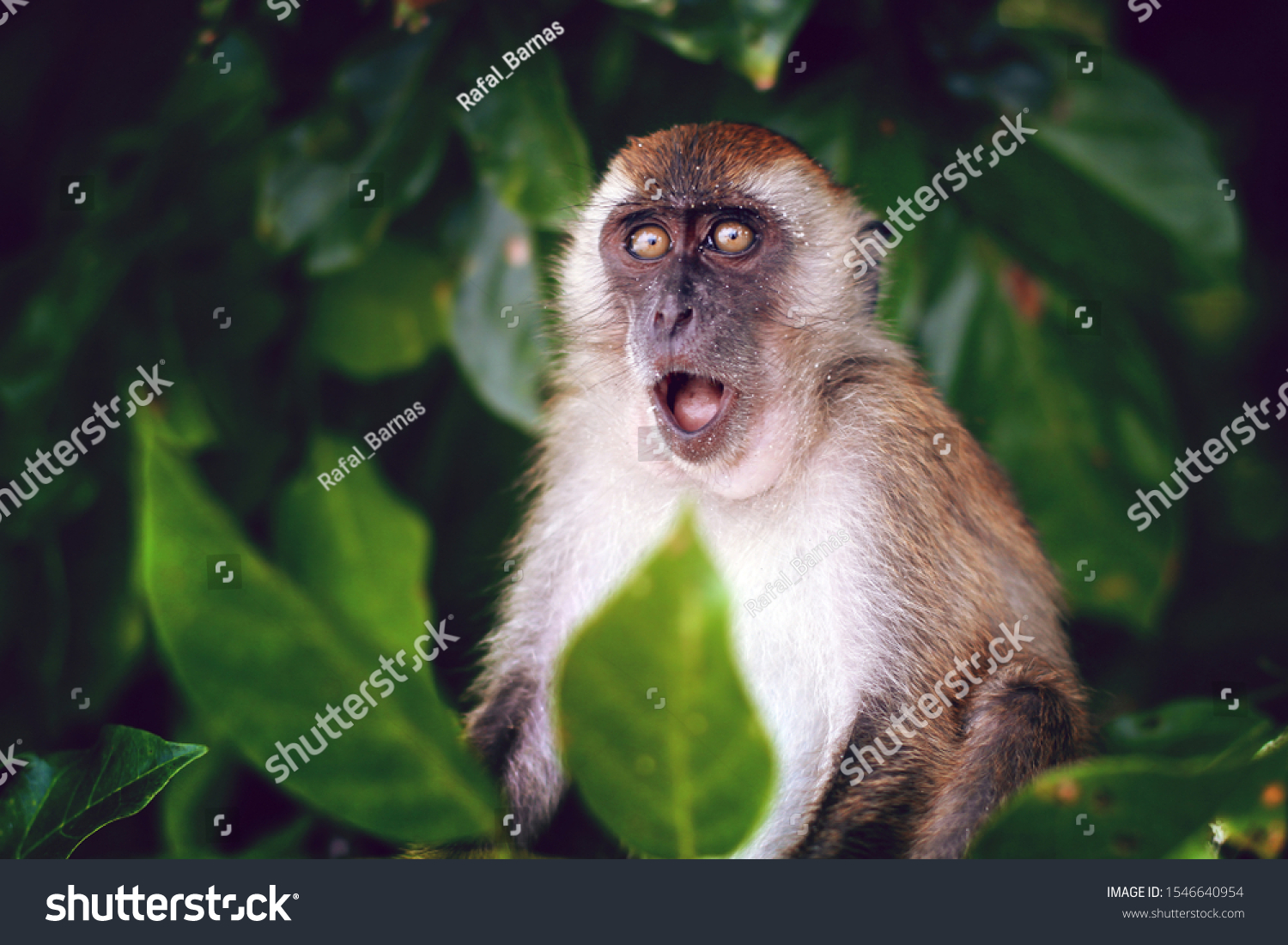 Surprised funny monkey with opened mouth. Close up portrait on the green natural background. Thailand. #1546640954