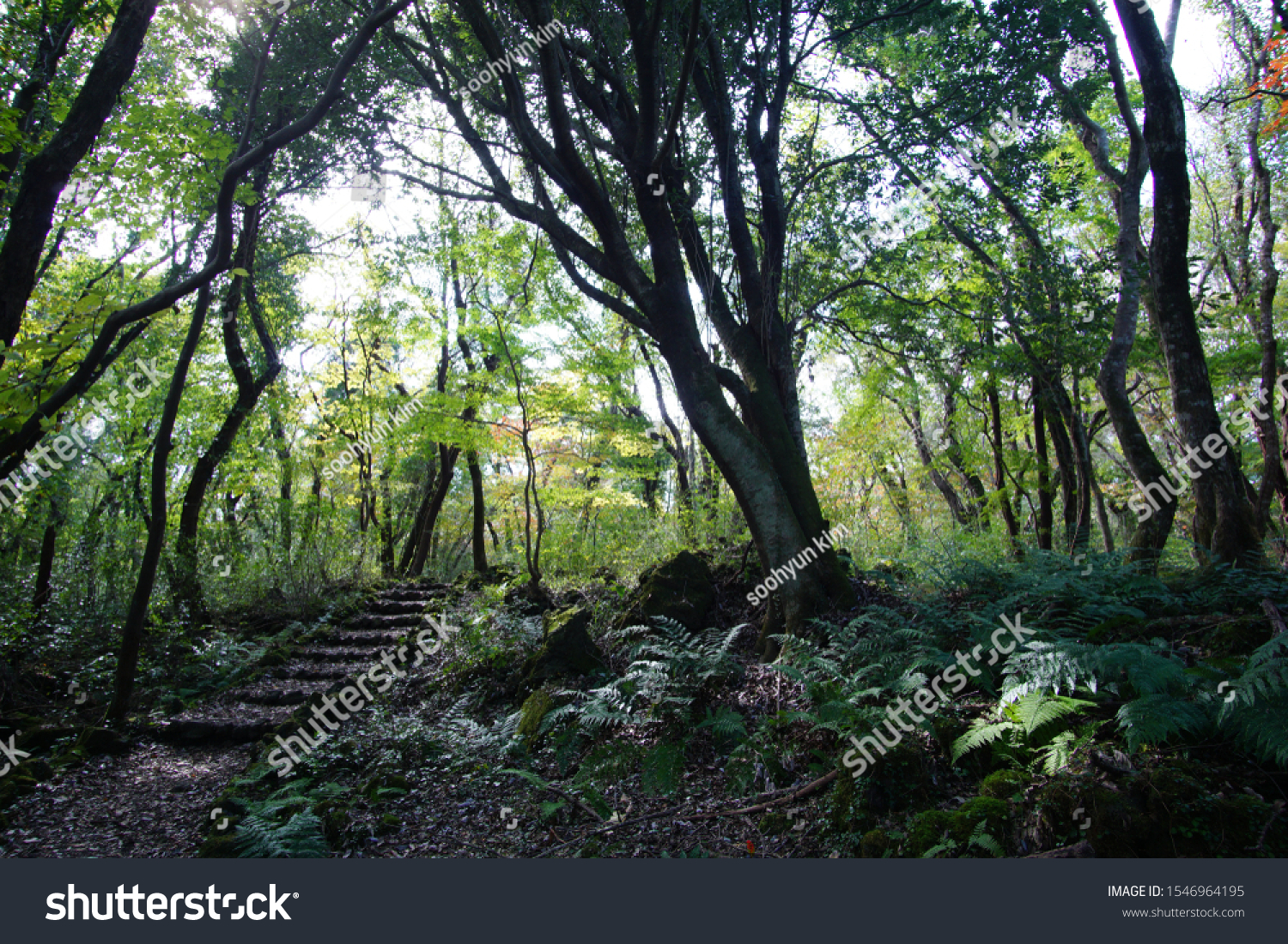 a path through a primeval forest #1546964195