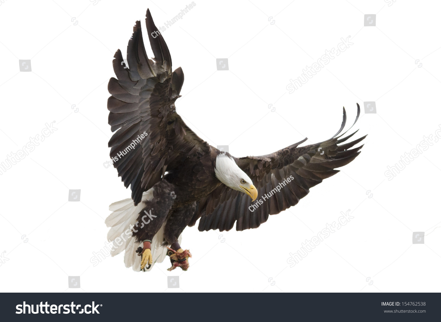 North American Bald Eagle on white background #154762538