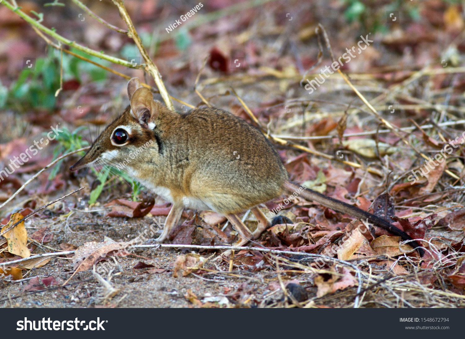 The Four-toed Elephant Shrew or Sengi is a diminutive but extremely active hunter of invertebrates running along the regularly patrolled and cleared pathways in it's territory in search of food #1548672794