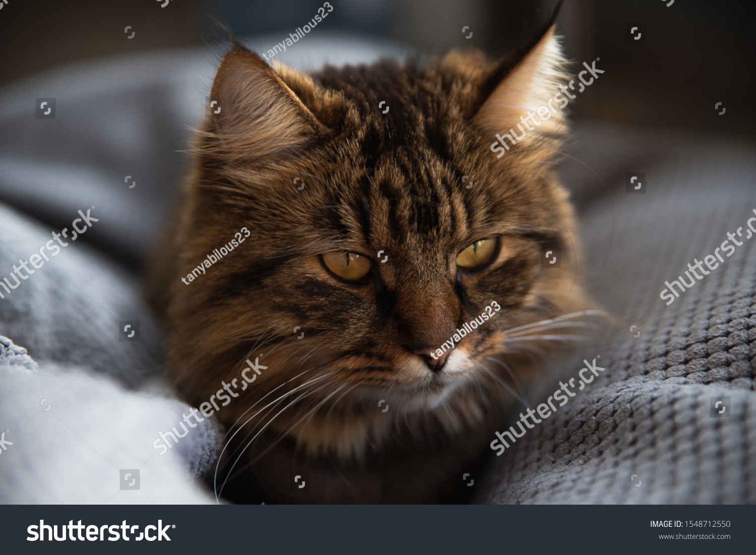 Portrait of domestic black tabby Maine Coon kitten - 3 year old. Cute striped kitty looking at camera. Beautiful young cat make funny face on grey background. #1548712550