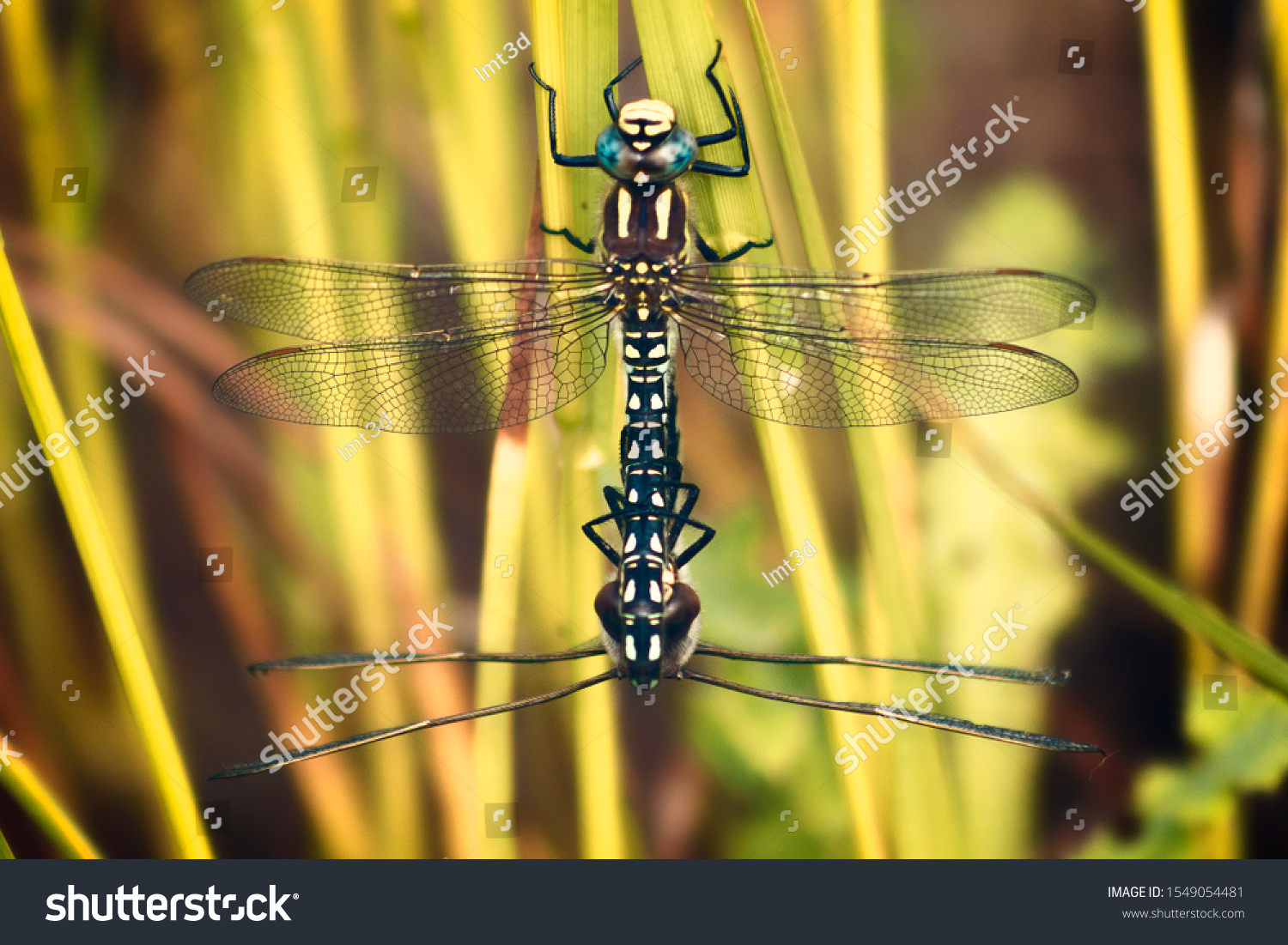 Close up of dragonflies mating  #1549054481