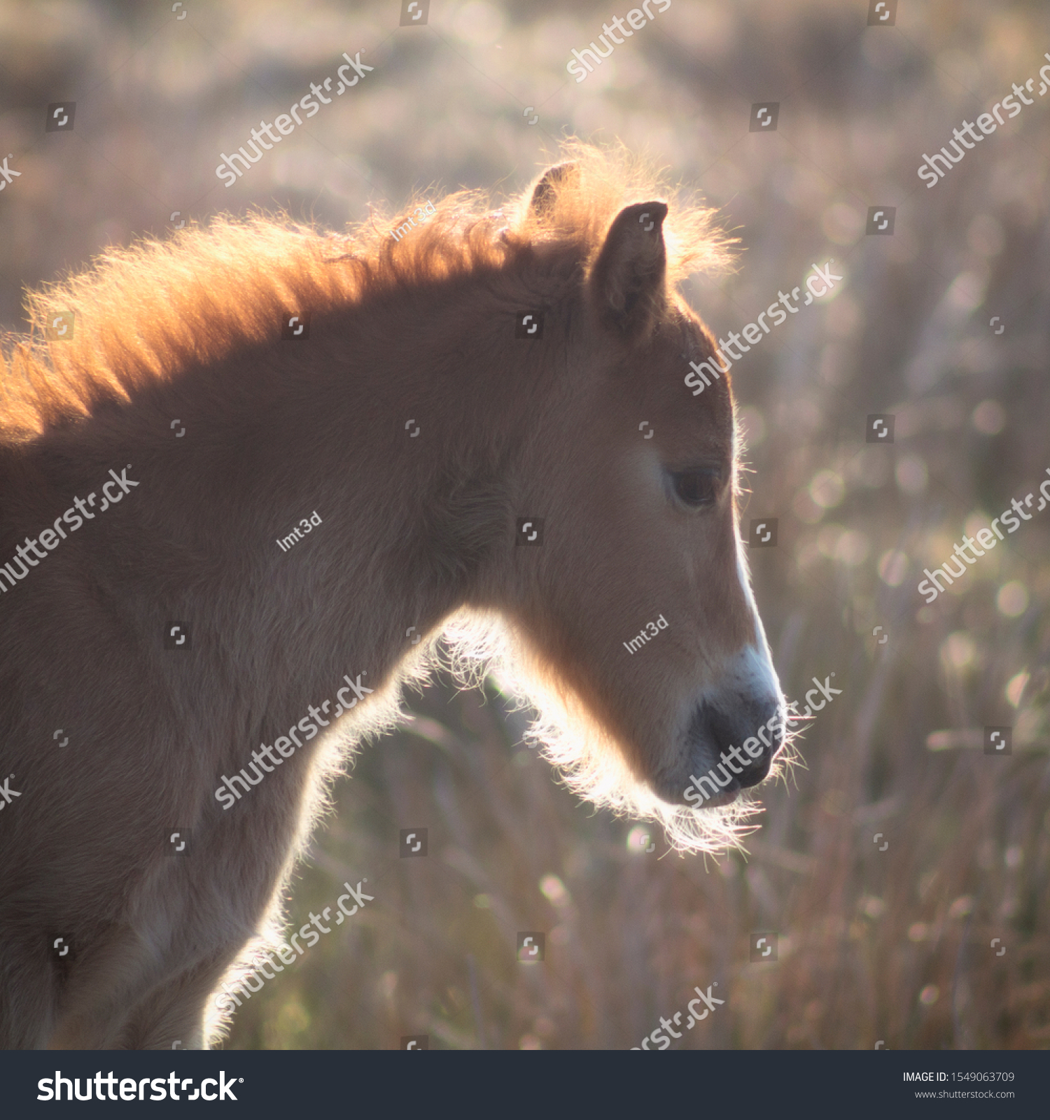Portrait of a foal (young horse) #1549063709