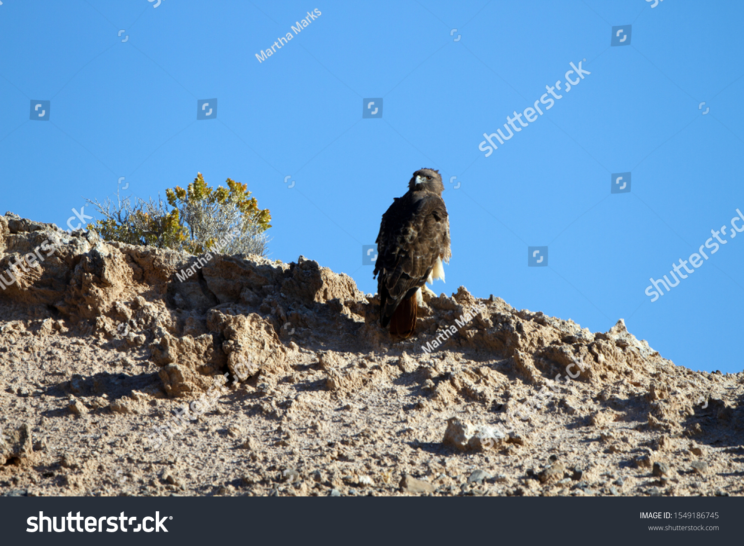 Wind blows the feathers of a Red-tailed Hawk atop a bluff in Lake Mead National Recreation Area in autumn #1549186745