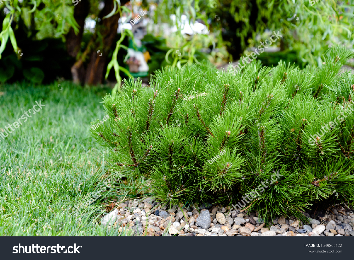 Landscape design. Composition, in the foreground, dwarf mountain pine, mountain pine, Mugo pine or creeping pine. #1549866122