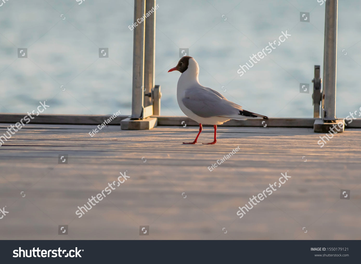 Black Headed Gull takes a break from fishing on a dock in the Archipelago of Finland. #1550179121