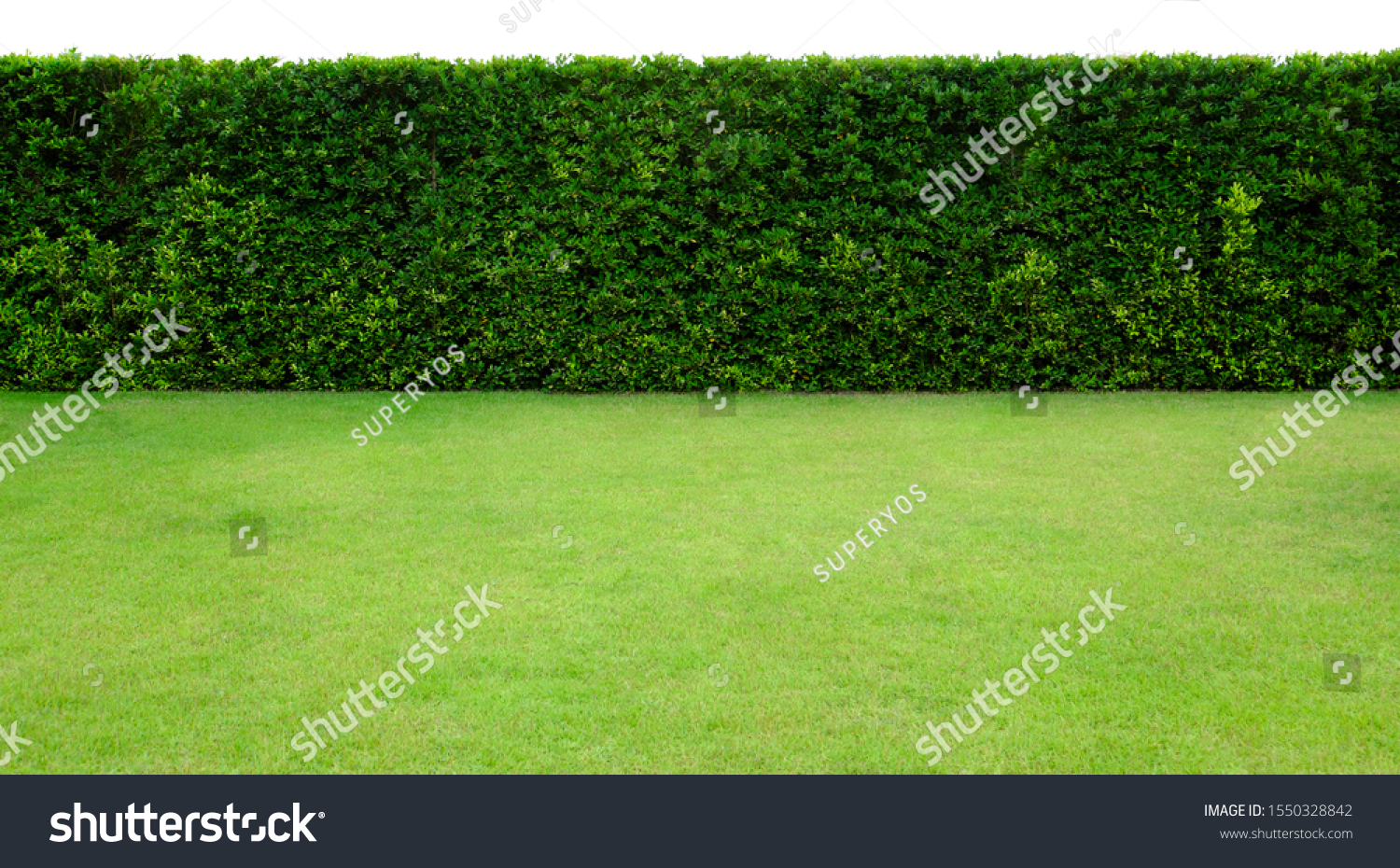 Long tree hedge and green grass lawn. The upper part isolated on white background. #1550328842