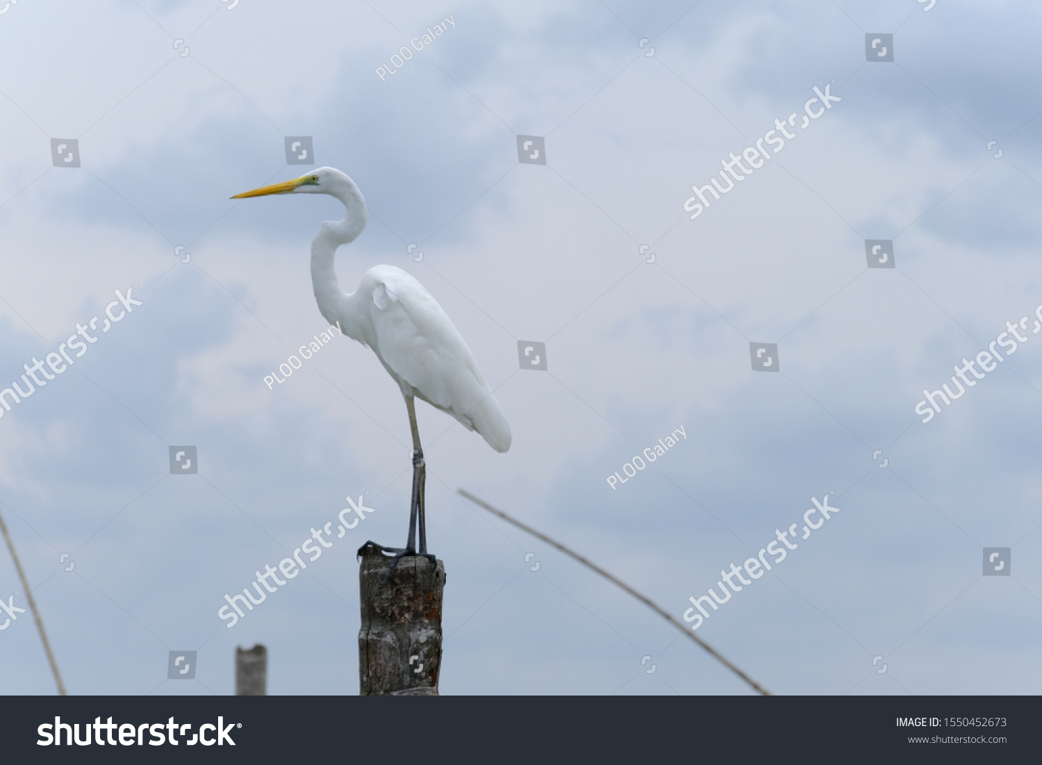 Great Egret or Great White Egret at the Indonesian sea. Many Egrets are members of the  Genera Egretta or Ardea  #1550452673