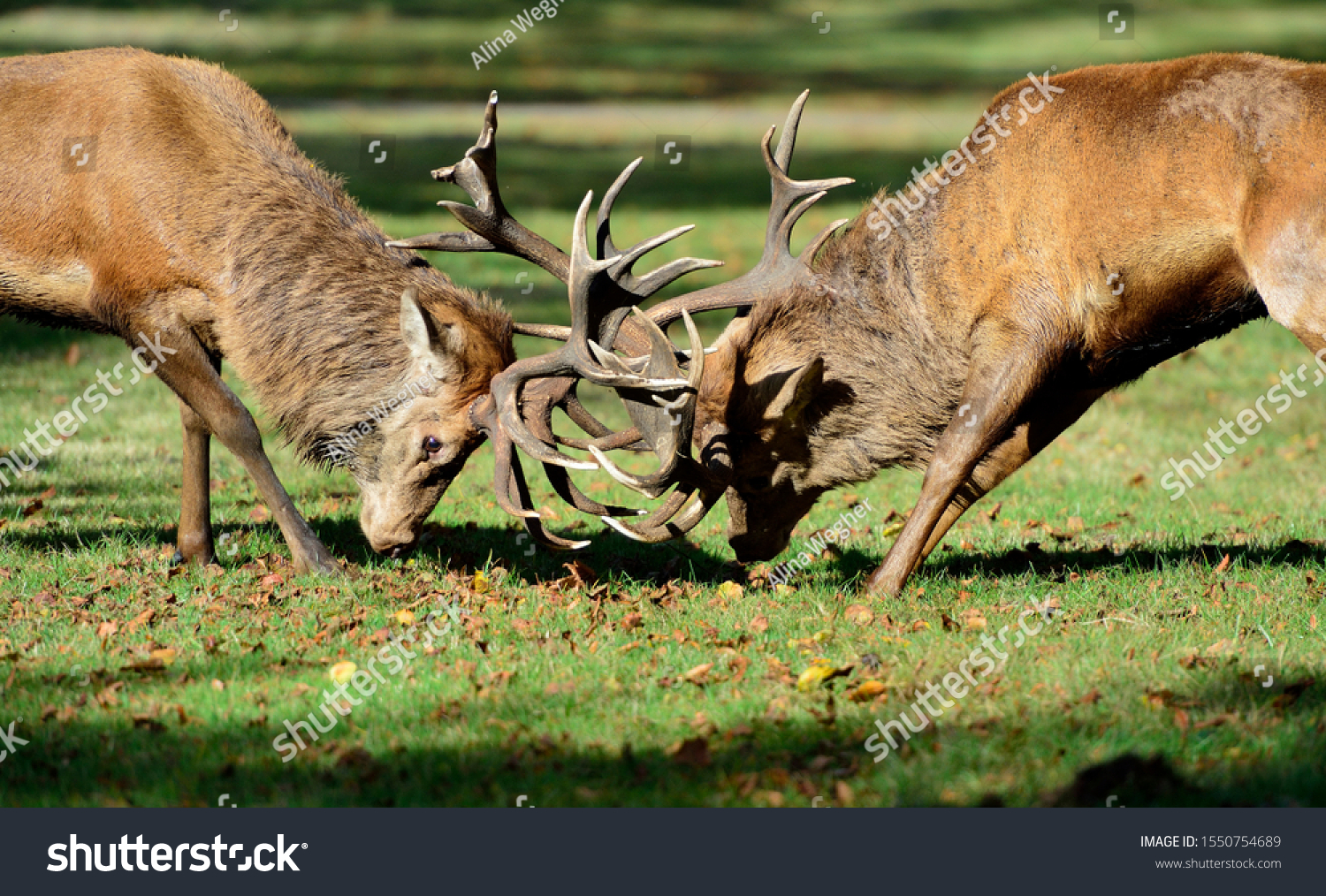 Red Deer stags fighting during rut #1550754689