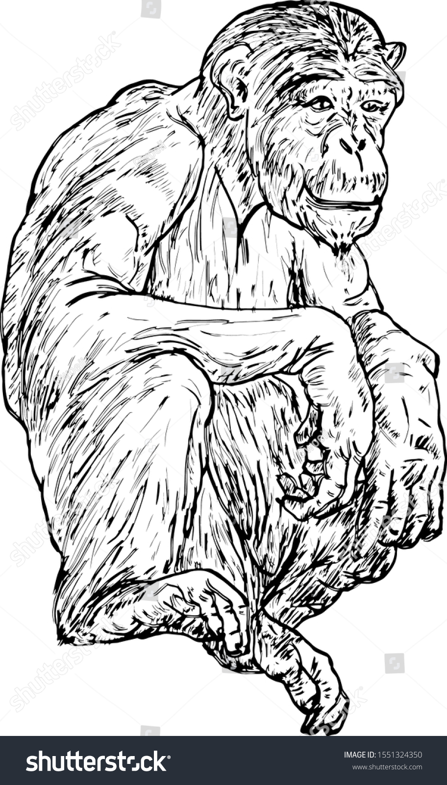 A Crouching Chimpanzee. Hand Drawn Vector - Royalty Free Stock Vector 