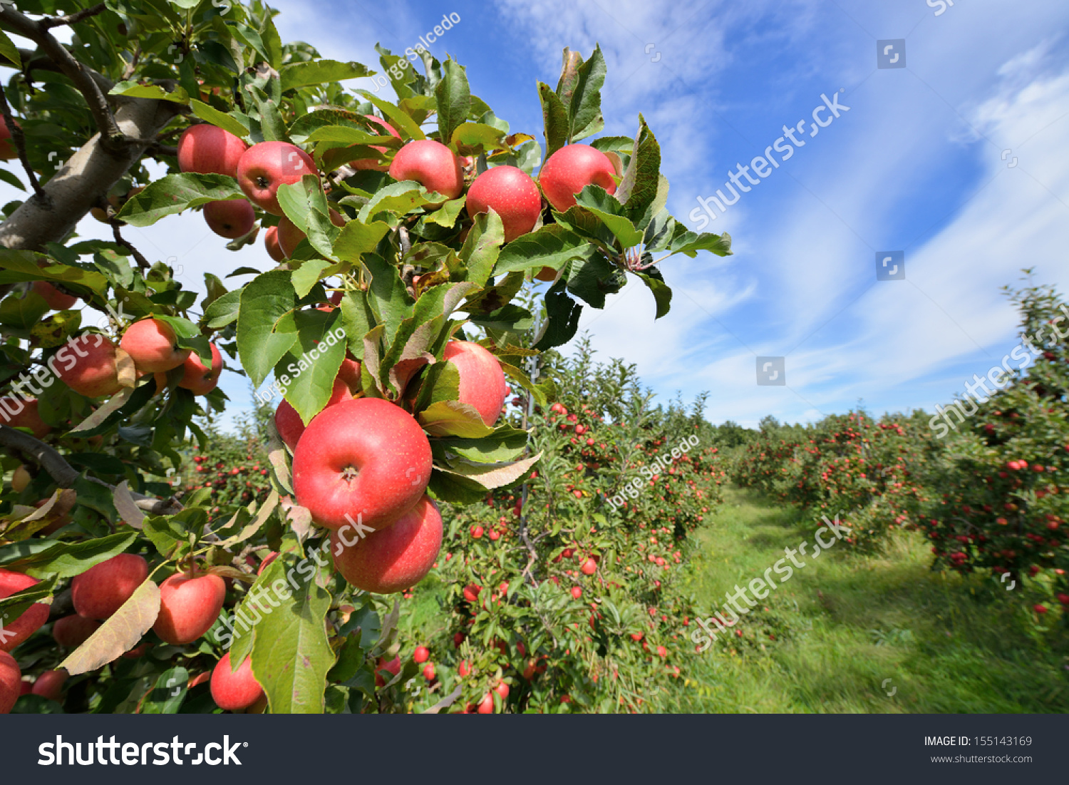 Apple Orchard #155143169