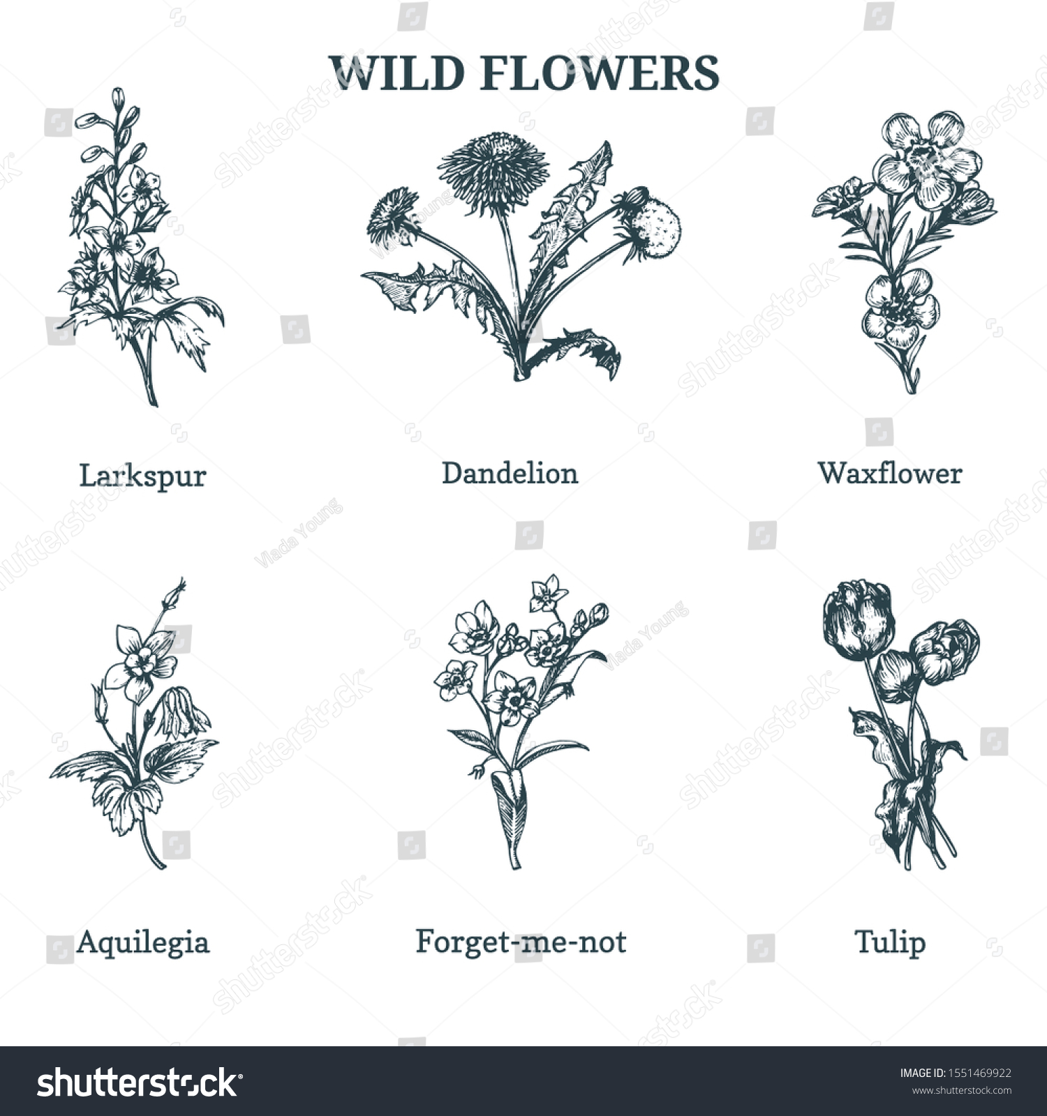 Wild Flowers Vector Illustrations Hand Drawn Royalty Free Stock Vector 1551469922 