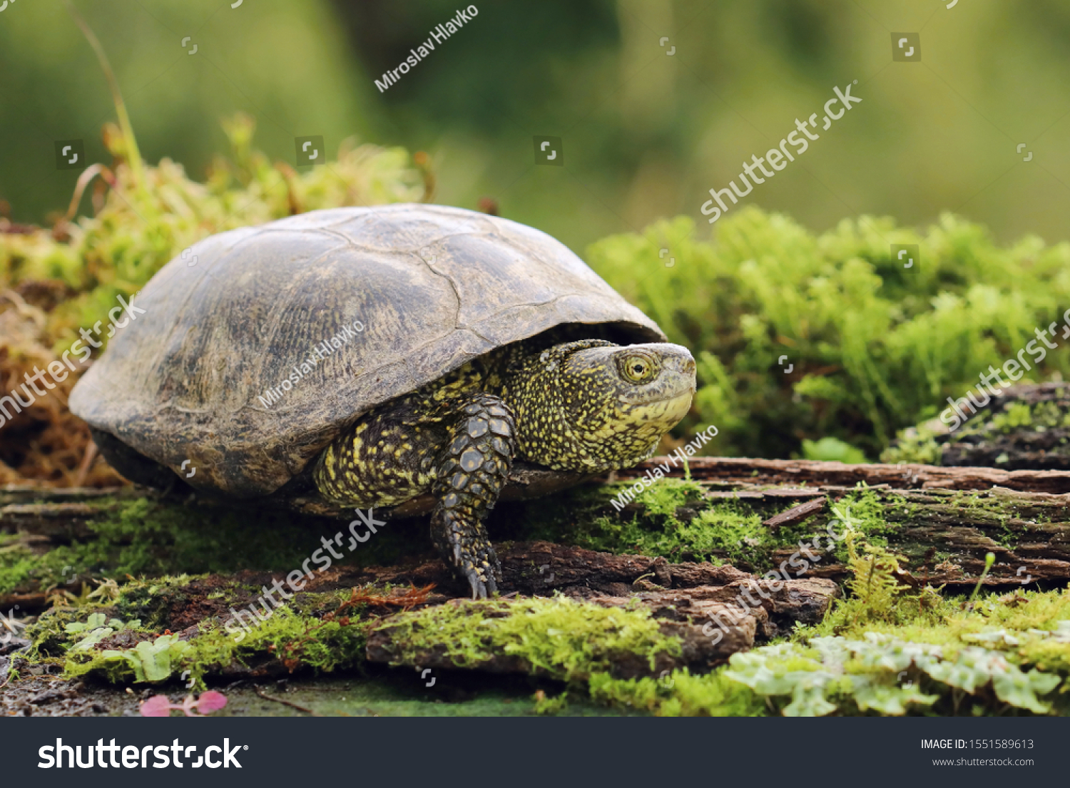 European pond turtle Emys orbicularis #1551589613