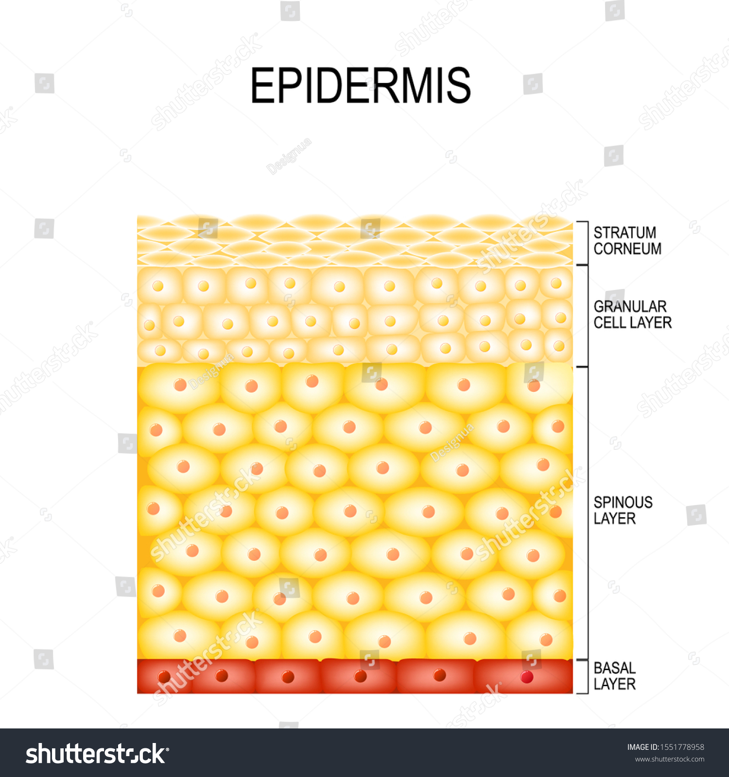 Skin Cells and Structure Layers of epidermis. - Royalty Free Stock ...