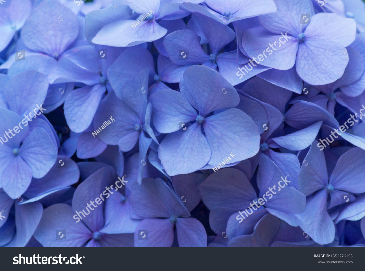 Blue Hydrangea background. Hortensia flowers surface. #1552226153
