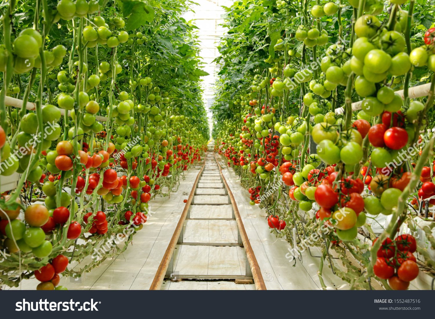 Green tomatoes in the greenhouse #1552487516