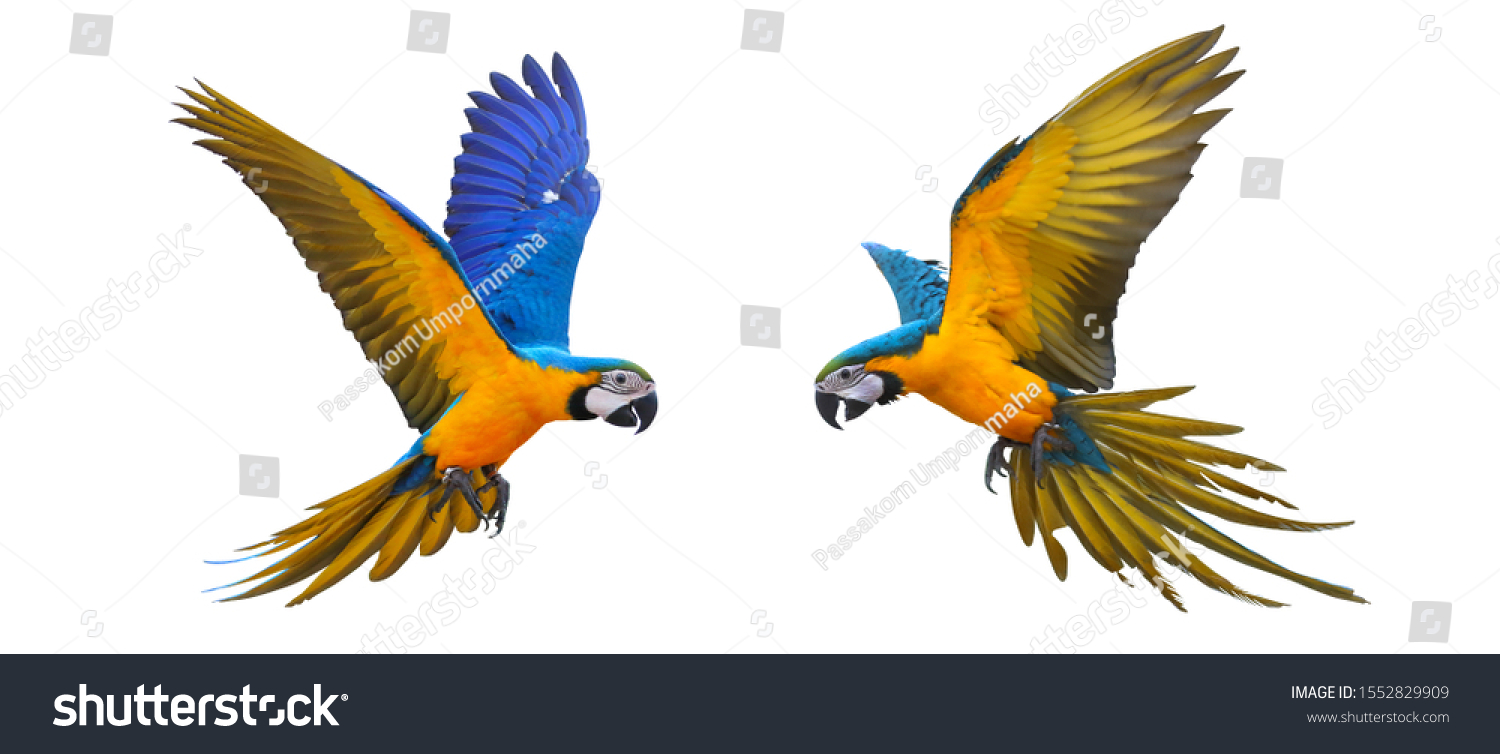 Colorful flying parrot isolated on white background. #1552829909