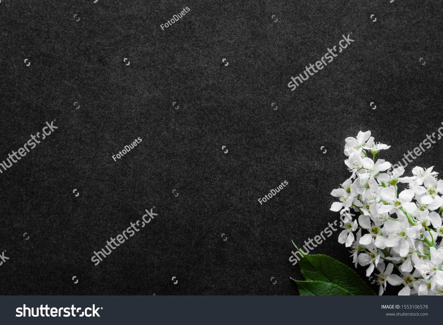Fresh flowers branch of white bird cherry on dark background. Condolence card. Empty place for emotional, sentimental text, quote or sayings.  #1553106578