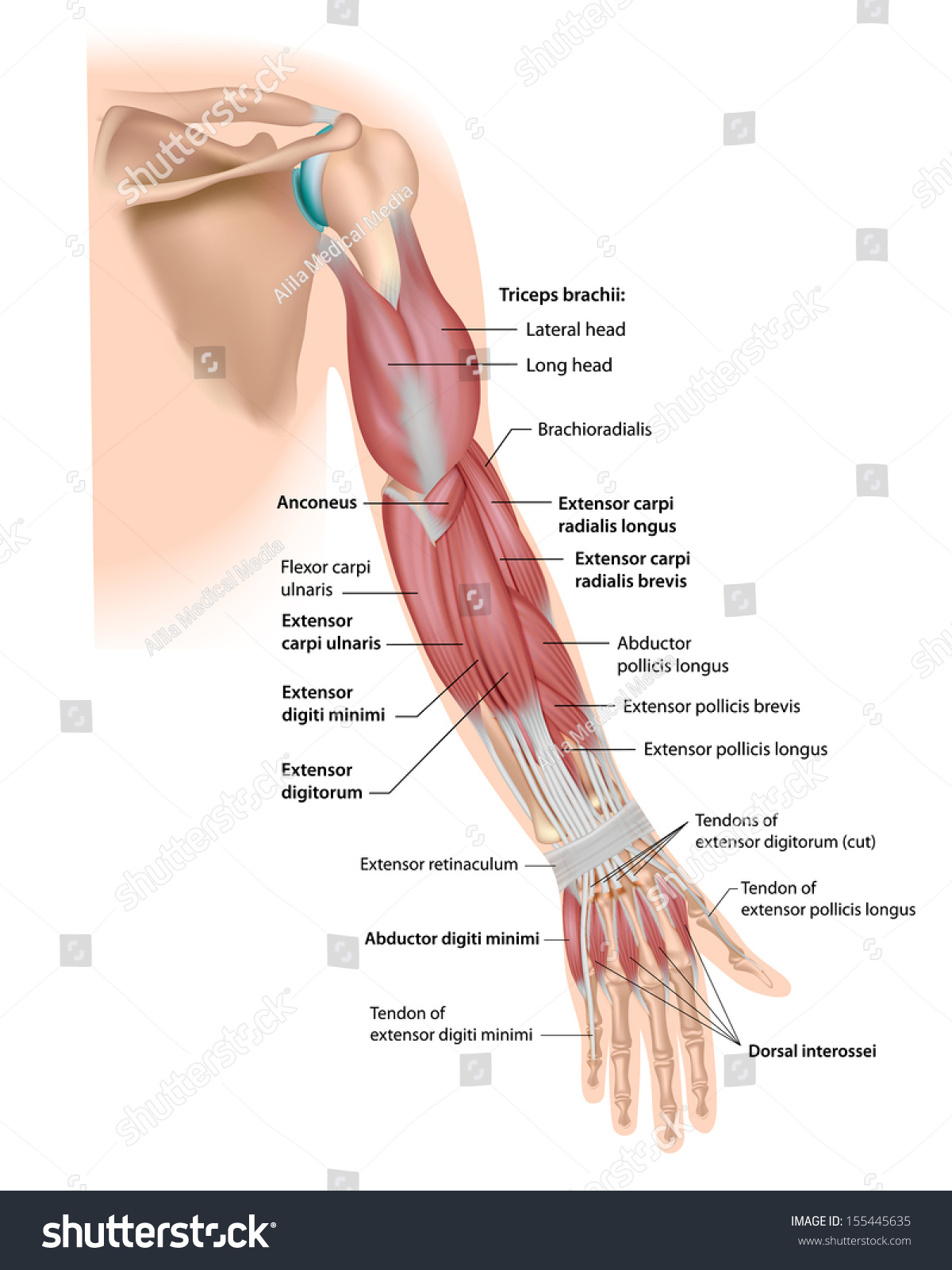 Whole Arm Muscles Posterior Labeled Royalty Free Stock Photo 155445635 Avopix Com